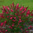 Butterfly Bush, Monarch® Prince Charming Butterfly Bush