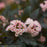 Ninebark, Summer Wine® Ninebark