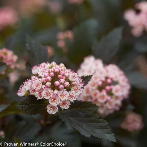 Ninebark, Summer Wine® Ninebark