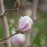 Magnolia, First Editions® Centennial Blush Star Magnolia