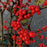 Holly, Winter Red Winterberry Holly