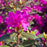 Rhododendron, PJM Elite Star Rhododendron
