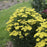 Yarrow, Firefly Sunshine Yarrow