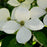 Dogwood,  Kousa Dogwood