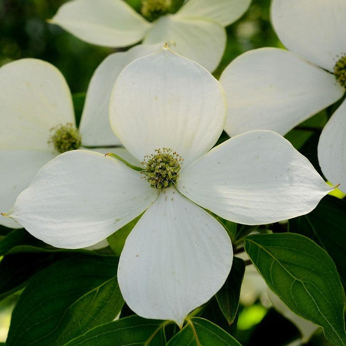 Dogwood,  Kousa Dogwood
