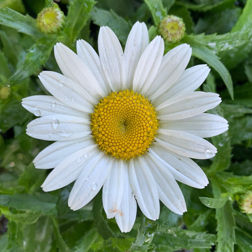 Shasta Daisy, Snowcap Shasta Daisy
