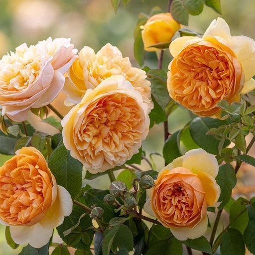 Rose, Bring Me Sunshine™ Rose