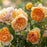 Rose, Bring Me Sunshine™ Rose