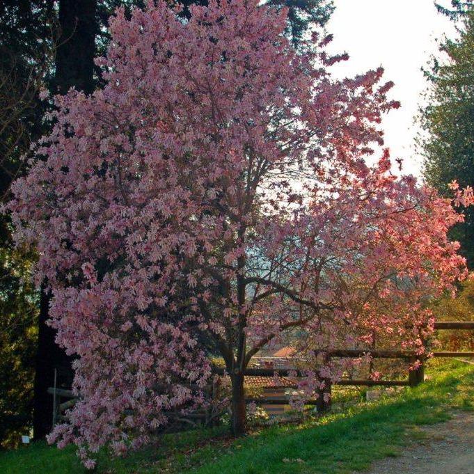 Magnolia, Leonard Messel Magnolia