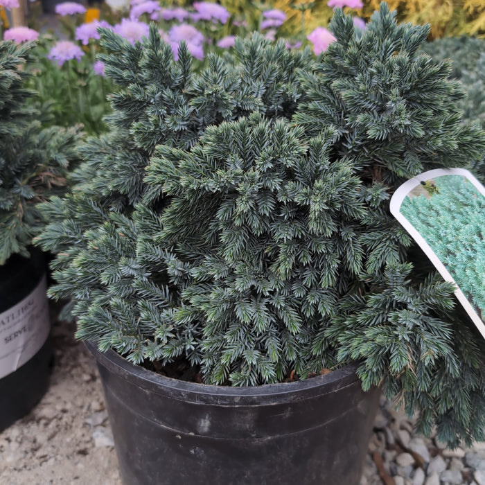 Juniper, Blue Star Juniper