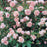 Rose, Bloomables® Colette™ Climbing Rose
