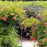 Trumpet Vine
