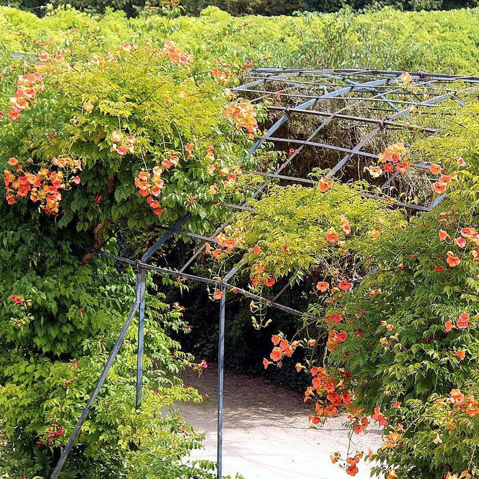 Trumpet Vine