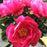 Peony, Paula Fay Peony
