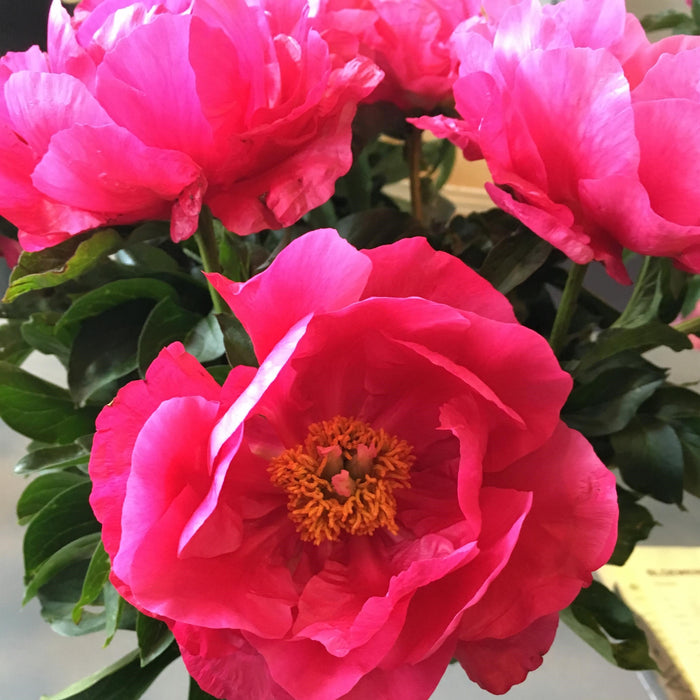 Peony, Paula Fay Peony