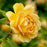 Rose, David Austin Golden Celebration English Rose, 3 gal.