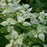 Pycnanthemum muticum  - Mountain Mint