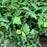Spiraea x vanhouttei 'Renaissance'  - Renaissance Spirea