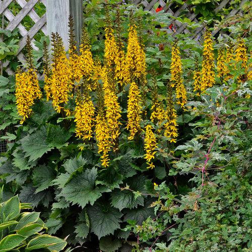 Leopard Plant, Bottle Rocket Ligularia