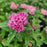 Spirea, Bloomin' Easy® Poprocks® Petite Spirea