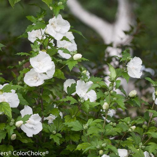 Hibiscus, White Chiffon® Rose of Sharon