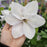 Clematis, Guernsey Flute™ Clematis