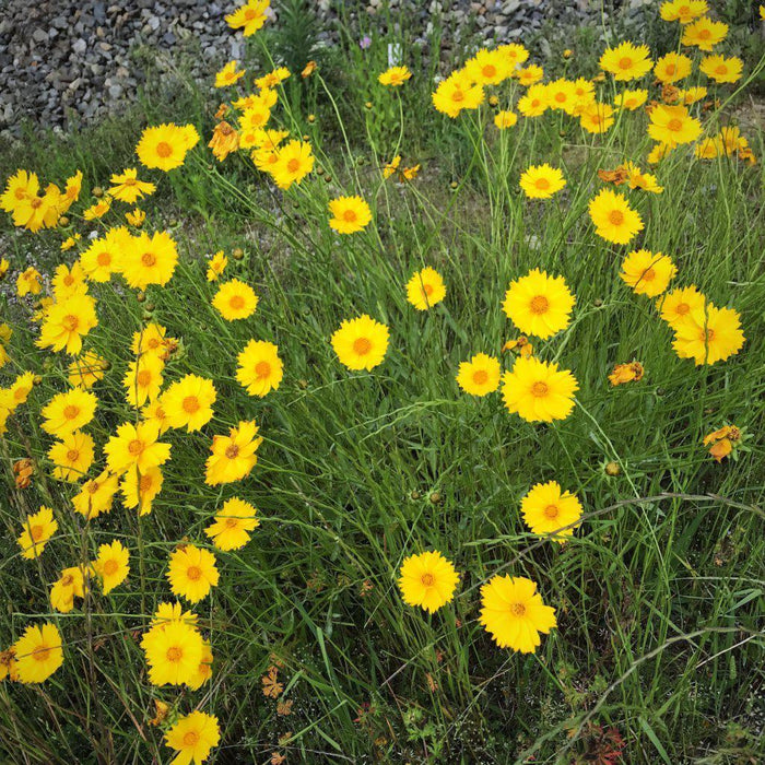 Tickseed, Lanceleaf Coreopsis