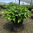 Hydrangea, Endless Summer® The Original Macrophylla Hydrangea