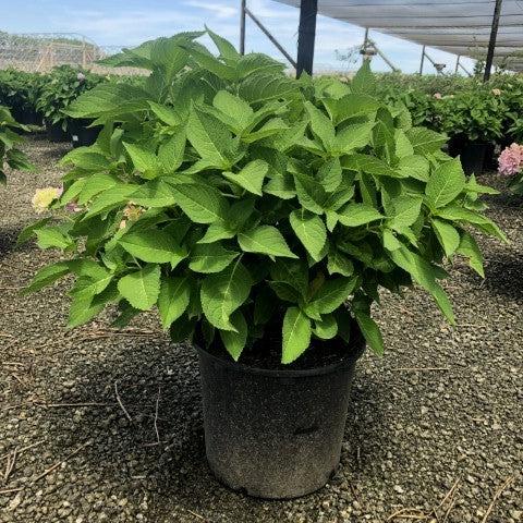 Hydrangea, Endless Summer® The Original Macrophylla Hydrangea