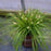 Sedge, EverColor® Everillo Sedge