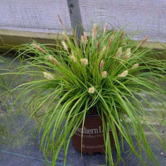 Sedge, EverColor® Everillo Sedge