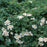 Viburnum, Nanum European Cranberrybush