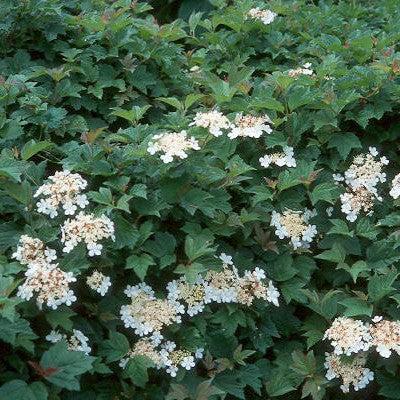 Viburnum, Nanum European Cranberrybush