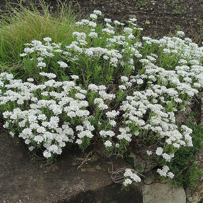 Candytuft, Snowsurfer™ Candytuft