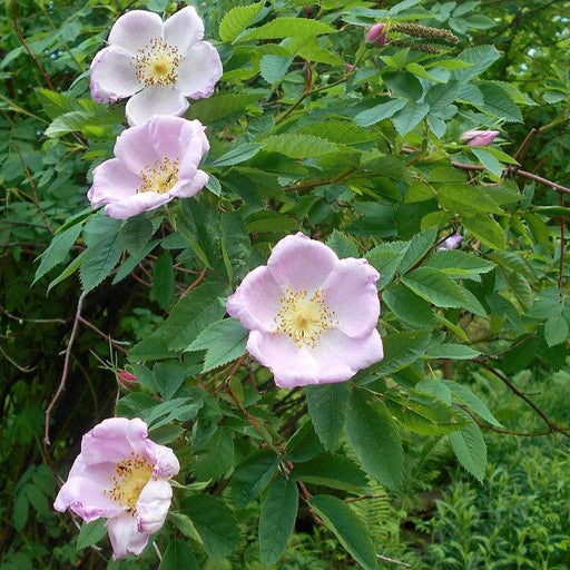 Rose, Carolina Rose