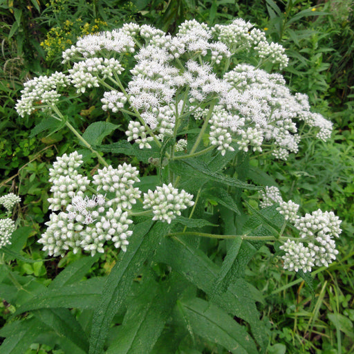 American Boneset