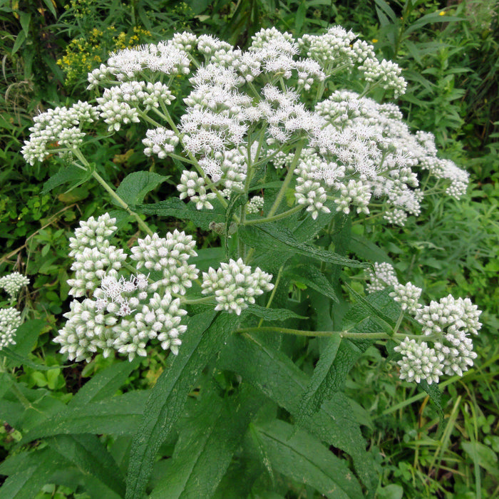 American Boneset