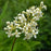 Privet, Cheyenne European Privet
