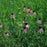 Coneflower, Pale Purple Coneflower