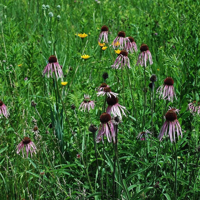 Coneflower, Pale Purple Coneflower