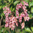 Andromeda, Katsura Pieris
