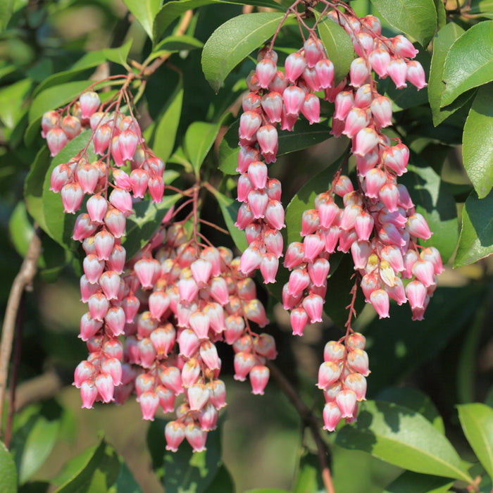Andromeda, Katsura Pieris