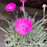 Dianthus, Firewitch Dianthus, Cheddar Pink