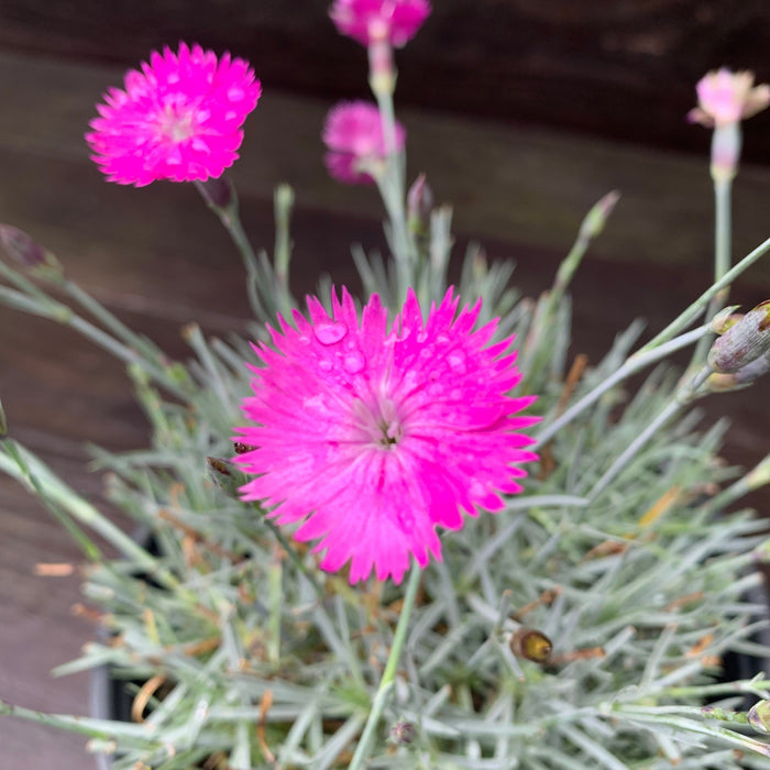 Dianthus, Firewitch Dianthus, Cheddar Pink