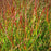 Grass, Shenandoah Switch Grass