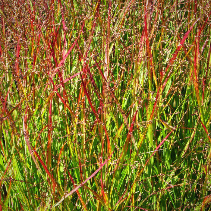Grass, Shenandoah Switch Grass