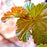 Ninebark, First Editions® Amber Jubilee™ Ninebark