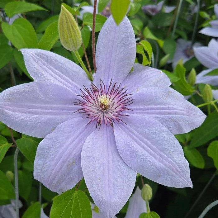 Clematis, Boulevard® Bernadine™ Clematis