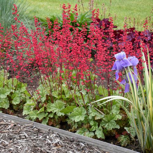 Coral Bells, Dolce® Spearmint Heuchera