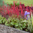 Coral Bells, Dolce® Spearmint Heuchera